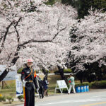 Jinhae Gunhang Festival
