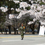 Jinhae Gunhang Festival