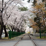 Jinhae Gunhang Festival