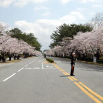 Jinhae Gunhang Festival