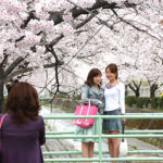 Jinhae Gunhang Festival