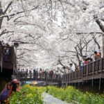 Yeojwacheon