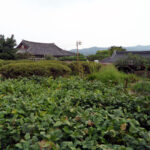 경주 흥륜사지