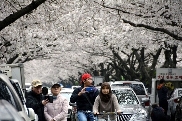 부산 남천동 벚꽃