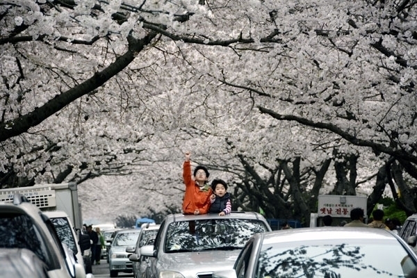 부산 남천동 벚꽃