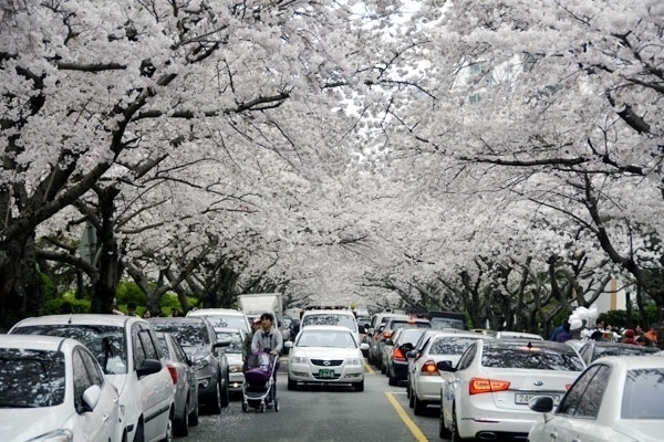 부산 남천동 벚꽃