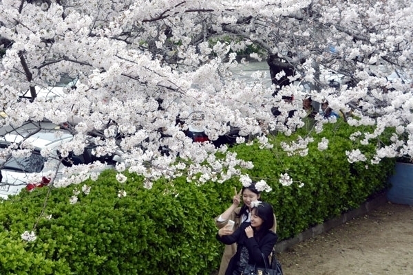 부산 남천동 벚꽃