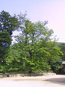 경주 기림사