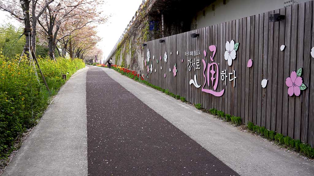 釜山洛東江の菜の花